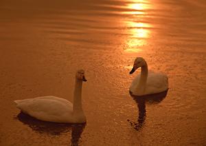 【公式】東横INN大阪阪急十三駅西口2｜快適・リーズナブルなビジネスホテルの詳細情報と魅力紹介